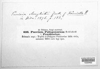 Puccinia polygonorum image